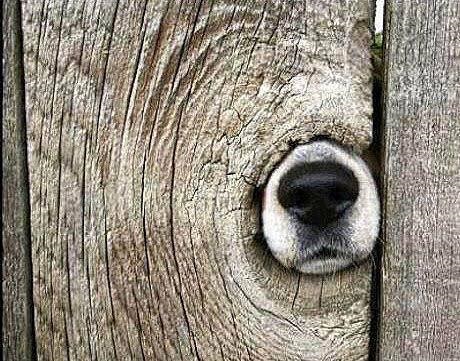 adorable dog nose in a fence
